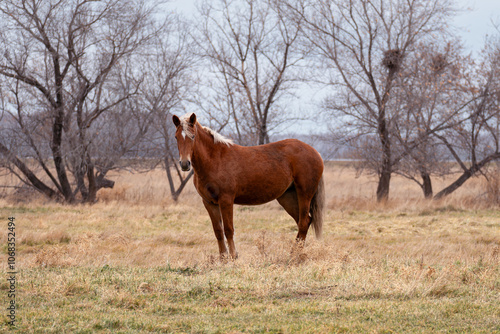 single horse standing in amongst bracken and tall grass