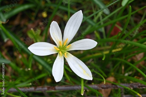 White rain lily (Zephyranthes candida) flowers. Amaryllidaceae evergreen perennial bulbous plants. They bloom with elegant white flowers from summer to fall, but are poisonous plants.