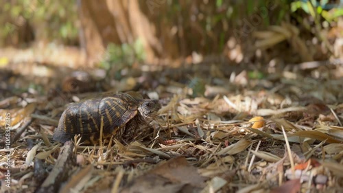 The Western Box Turtle Or The Ornate Box Turtle Native To North America. Close-up Shot photo