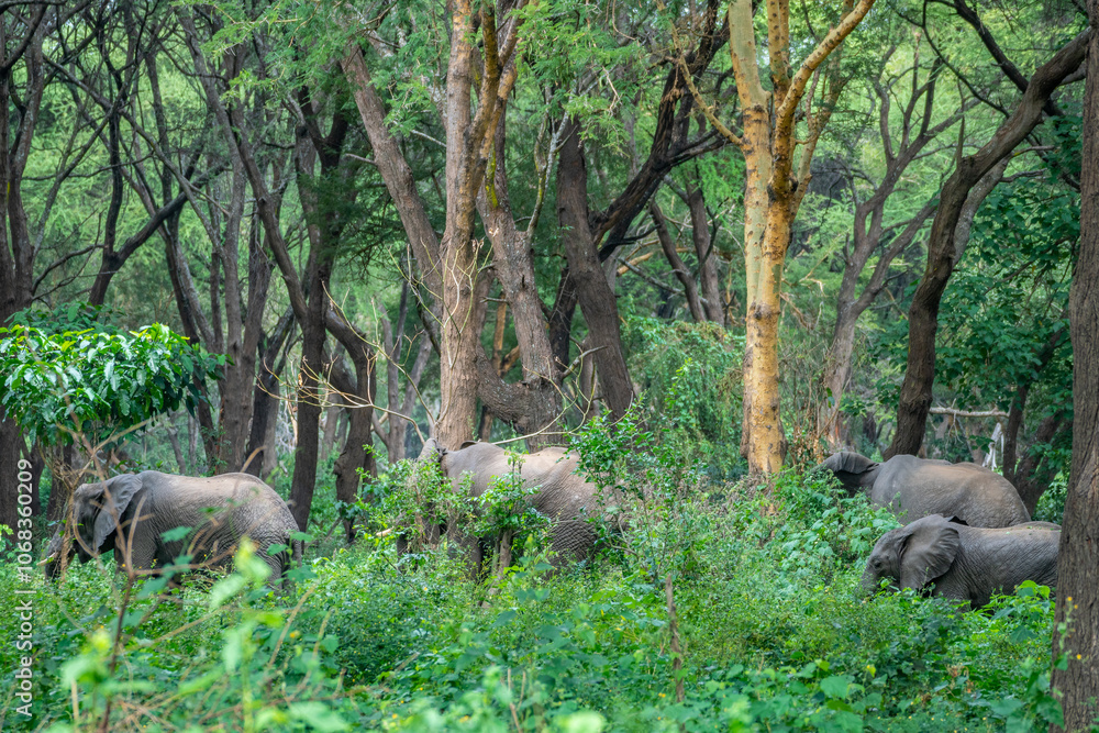 Large herd of elephants is standing in the forest, Lake Manyara Park, Tanzania Large herd of elephants is standing in the forest, Lake Manyara Park, Tanzania