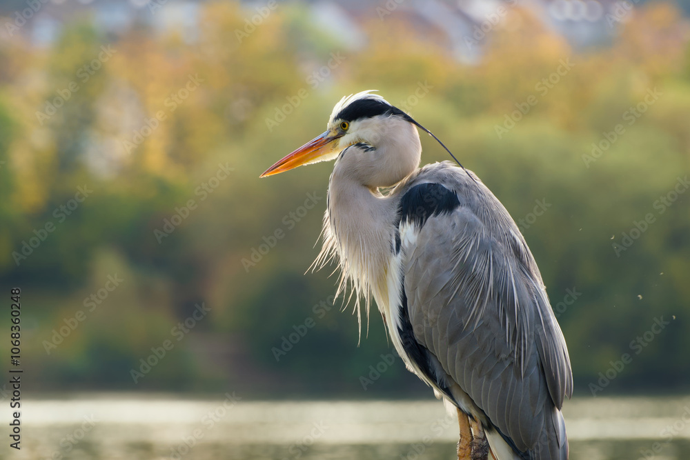 grey heron close-up portrait on the blurred background grey heron close-up portrait on the blurred background
