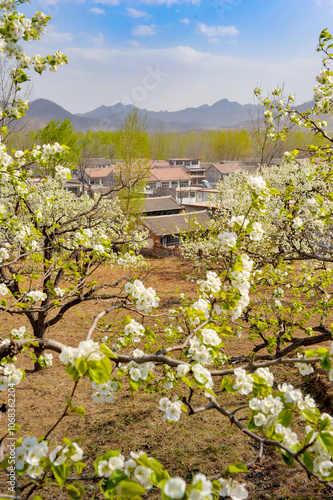 In spring, pure white pear blossoms bloom on pear trees