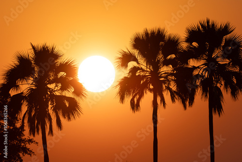 Silhoutted palms