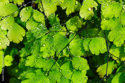 Maidenhair fern Adiantum Capillus Veneris  close up with water droplets photo