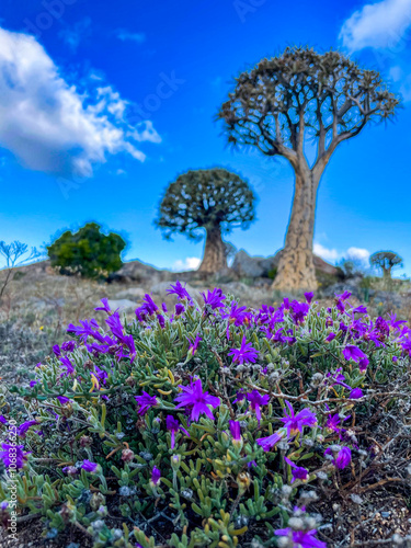 Namaqualand flowers in the spring photo