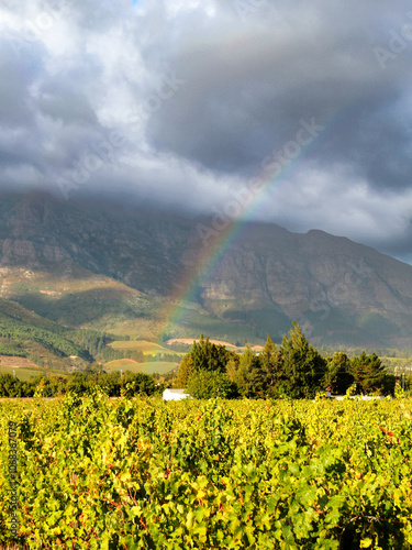 Rainbow in the Cape Winelands photo