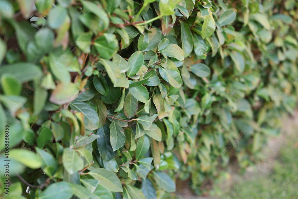 A closeup view showcasing vibrant green leaves that create a dense hedge, ideal for stunning landscaping visuals A closeup view showcasing vibrant green leaves that create a dense hedge, ideal for stunning landscaping visuals