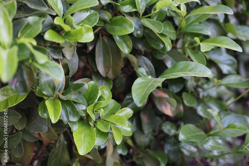 Detailed close-up of lush green leaves, showcasing their texture and color in a tranquil environment.