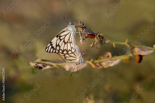 Obraz na płótnie White Pioneer butterfly (Belenois aurota) w salonie