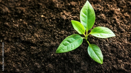 Green Seedling Growing in Fresh Soil