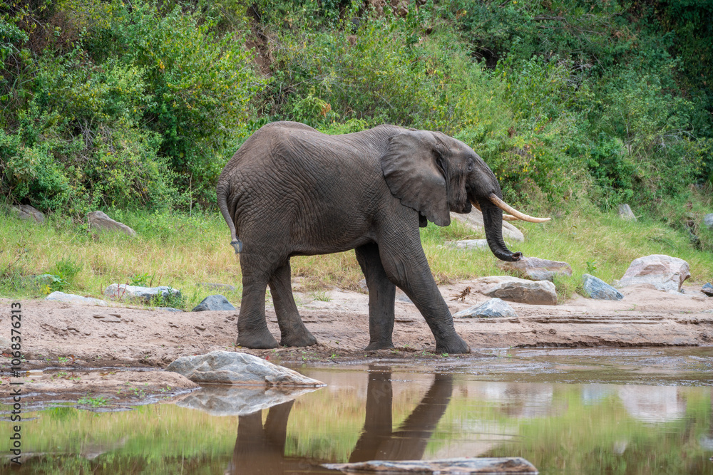 Fototapeta premium An elephant with very long tusks is drinking fresh water from a river, Tanzania