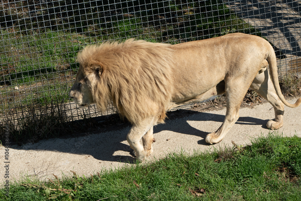 Obraz premium Lion, Enclosure, Zoo - White Lion Walking in Zoo Enclosure