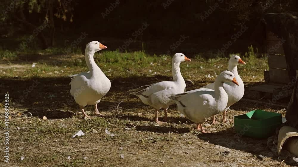Four White Geese on a Sunny Farm, One Eats From a Bowl Four White Geese on a Sunny Farm, One Eats From a Bowl