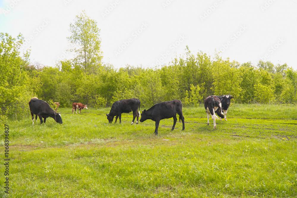 A herd of cows grazing in a green meadow A herd of cows grazing in a green meadow