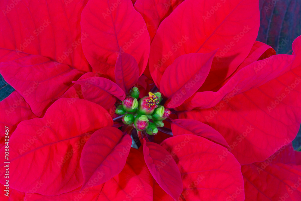 Beautiful red flower of Poinsettia also called Christmas Star, close up