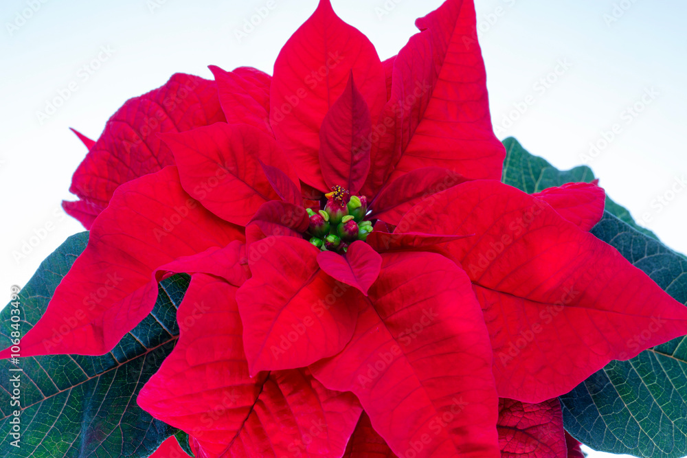 Beautiful red flower of Poinsettia also called Christmas Star isolated on white background, close up