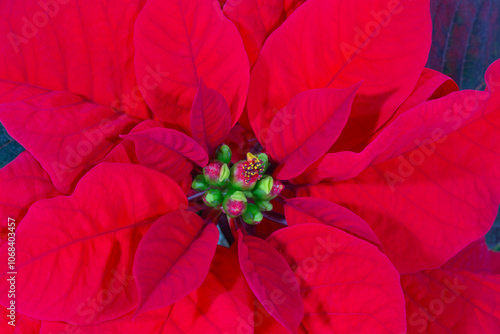 Obraz na płótnie Beautiful red flower of Poinsettia also called Christmas Star, close up w salonie