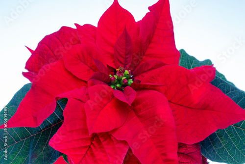 Obraz na płótnie Beautiful red flower of Poinsettia also called Christmas Star isolated on white background, close up w salonie
