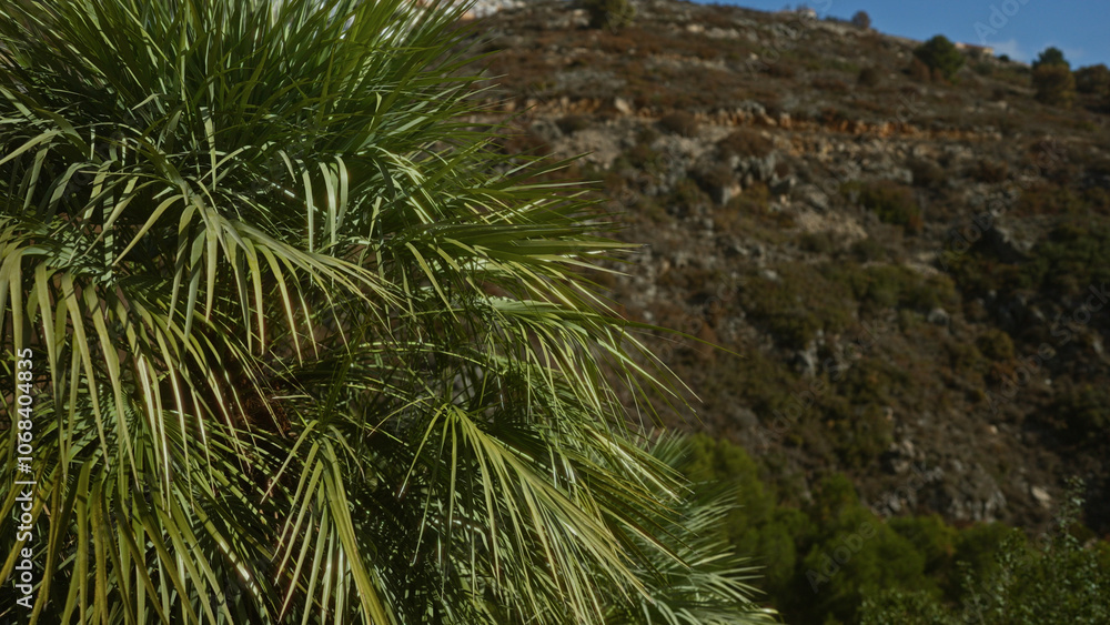 Close-up of green palm tree leaves with a mountainous background in an outdoor natural setting under clear blue skies. Close-up of green palm tree leaves with a mountainous background in an outdoor natural setting under clear blue skies.