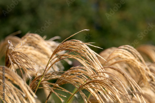 Closeup of spikes  of Himalayan fairy grass (Miscanthus nepalensis) in a garden in late summer photo