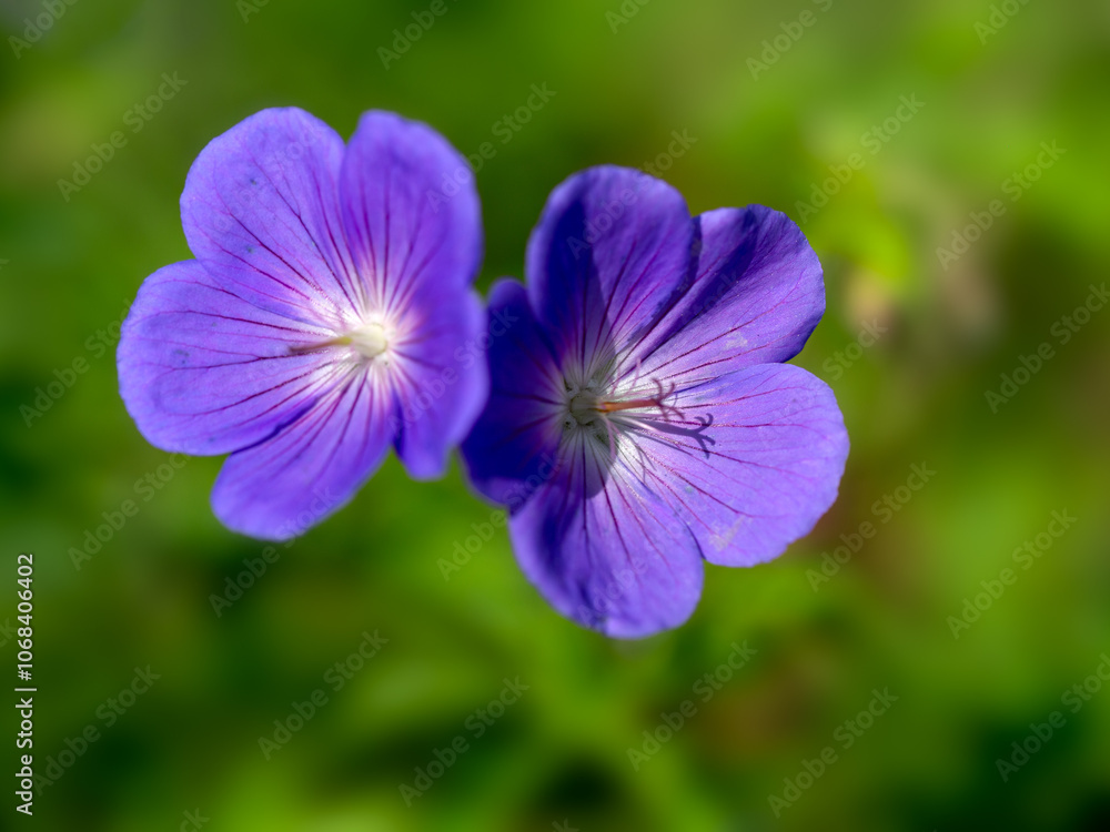 Closeup of flowers of cranesbill Geranium 'Orion' in a garden in late summer