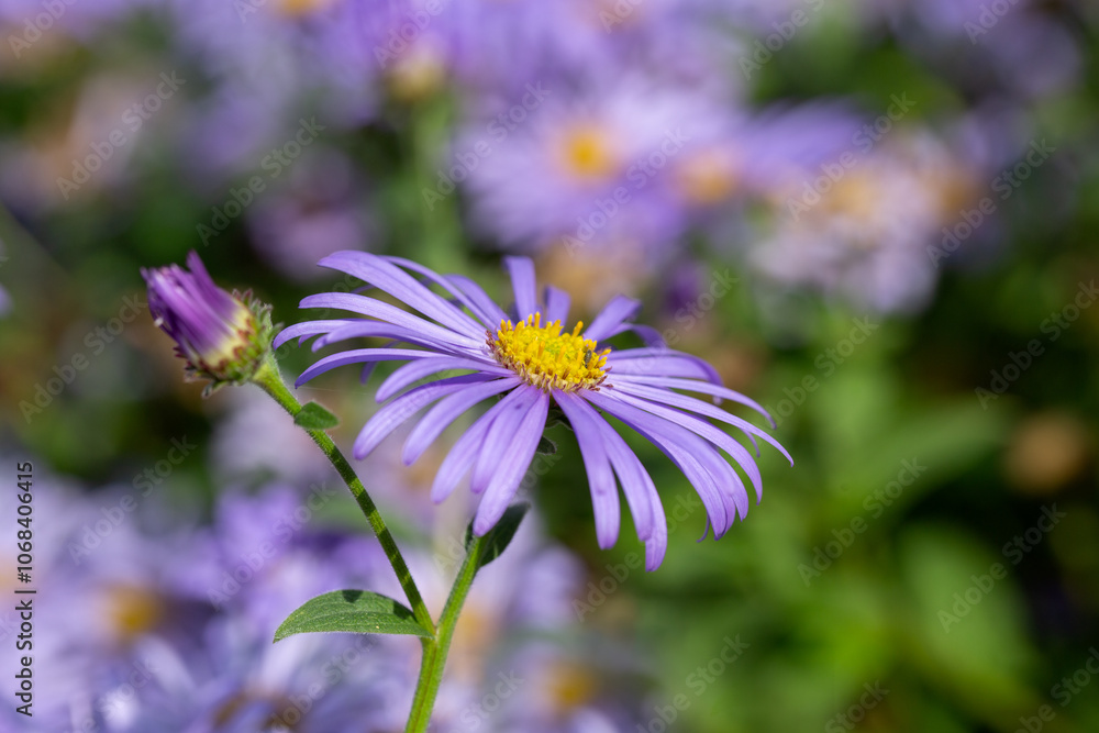 Obraz premium Closeup of flowers of Michaelmas daisy (Symphyotrichum 'Little Carlow') in a garden in autumn 