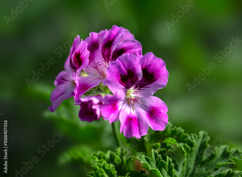 Closeup of flowers of Geranium (Pelargonium 'Orsett') in a garden in late summer