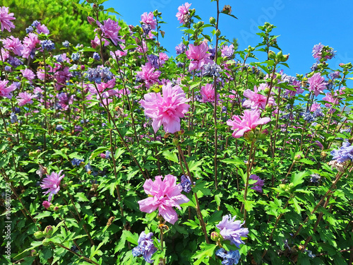 Hebiscus bushes with pink flowers bloom in a park against a blue sky. photo