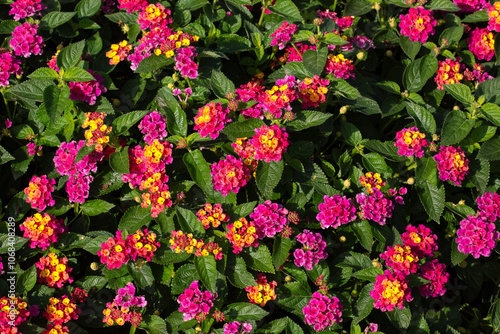 Close up of flowers of Yellow Sage (Lantana camara) in a garden bedding display in late summer photo