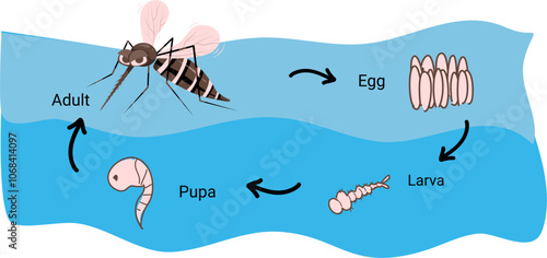 Mosquito life cycle illustration 