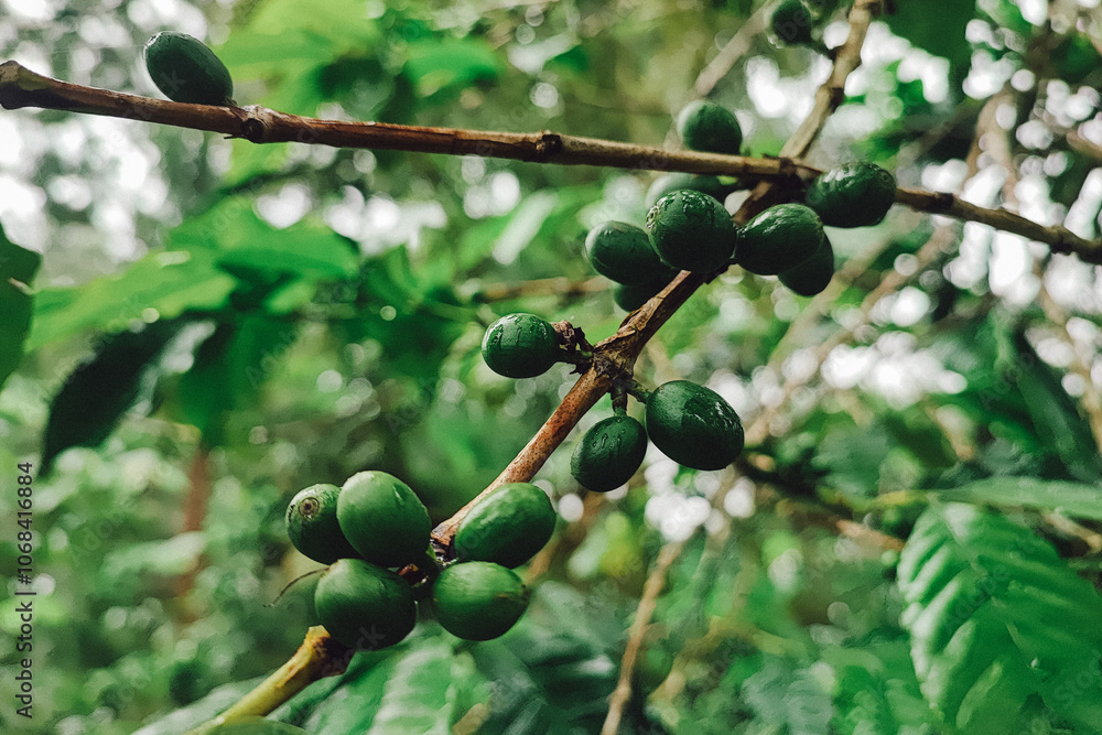 A large cluster of vibrant green coffee beans is growing on a tree branch A large cluster of vibrant green coffee beans is growing on a tree branch