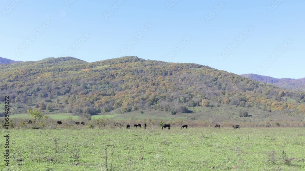 A herd of black horses grazing against the background of hills on a sunny autumn morning, 4k video A herd of black horses grazing against the background of hills on a sunny autumn morning, 4k video
