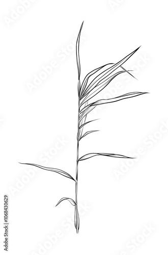 black and white hand drawn scirpus vector