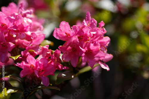 The Great Craggy Mountains along the Blue Ridge Parkway in North Carolina, USA with Catawba Rhododendron during a spring season sunset.