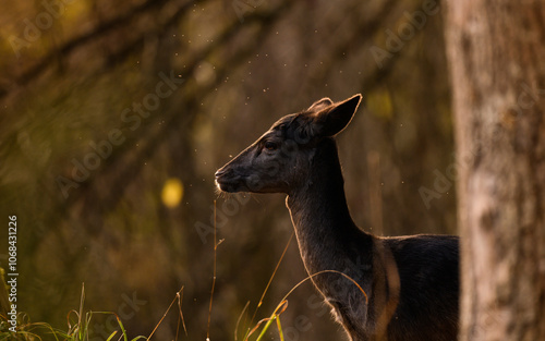 Fototapeta Naklejka Na Ścianę i Meble -  Daniel 
