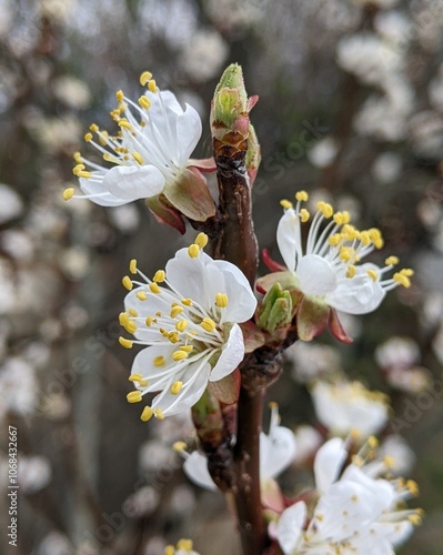 In the spring, the apricot tree blooms beautifully in yards, gardens, and on the roadsides of cities and villages, attracting bees with its aroma for pollination and the formation of future juicy frui photo