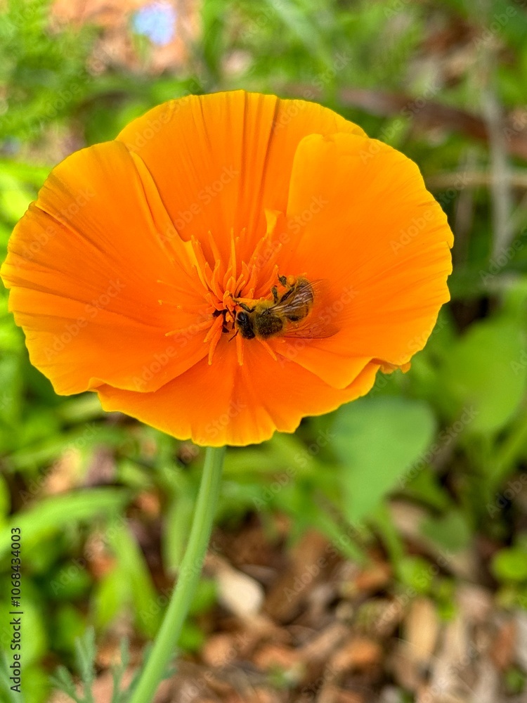 Orange Poppy Orange Poppy