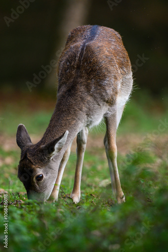 Fototapeta Naklejka Na Ścianę i Meble -  Daniel 