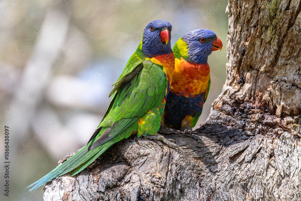 Australian Rainbow Lorikeet pair perched on tree branch