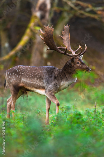 Fototapeta Naklejka Na Ścianę i Meble -  Daniel 