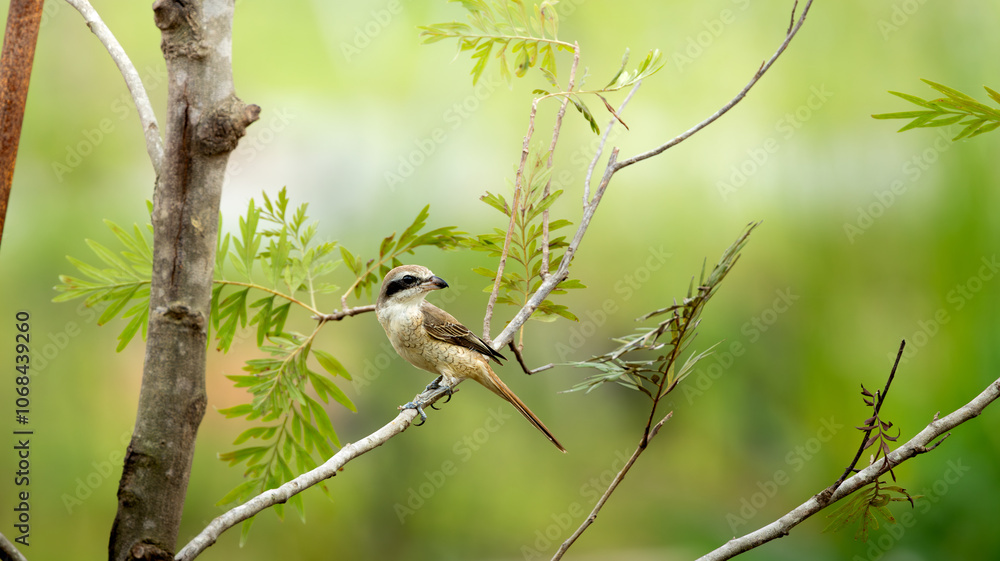 Obraz premium Brown shrike.
