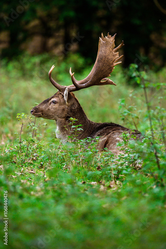 Fototapeta Naklejka Na Ścianę i Meble -  Daniel 