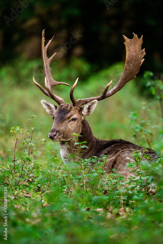 Fototapeta Naklejka Na Ścianę i Meble -  Daniel 