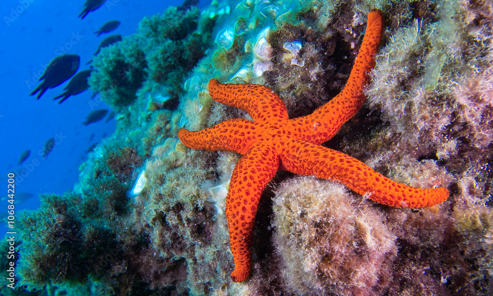 Red Starfish, Echinaster sepositus, Cabo Cope-Puntas del Calnegre Natural Park, Mediterranean Sea, Murcia, Spain, Europe Red Starfish, Echinaster sepositus, Cabo Cope-Puntas del Calnegre Natural Park, Mediterranean Sea, Murcia, Spain, Europe