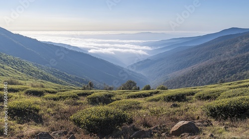 Serene Hills of Araku Valley Amidst Misty Landscape photo