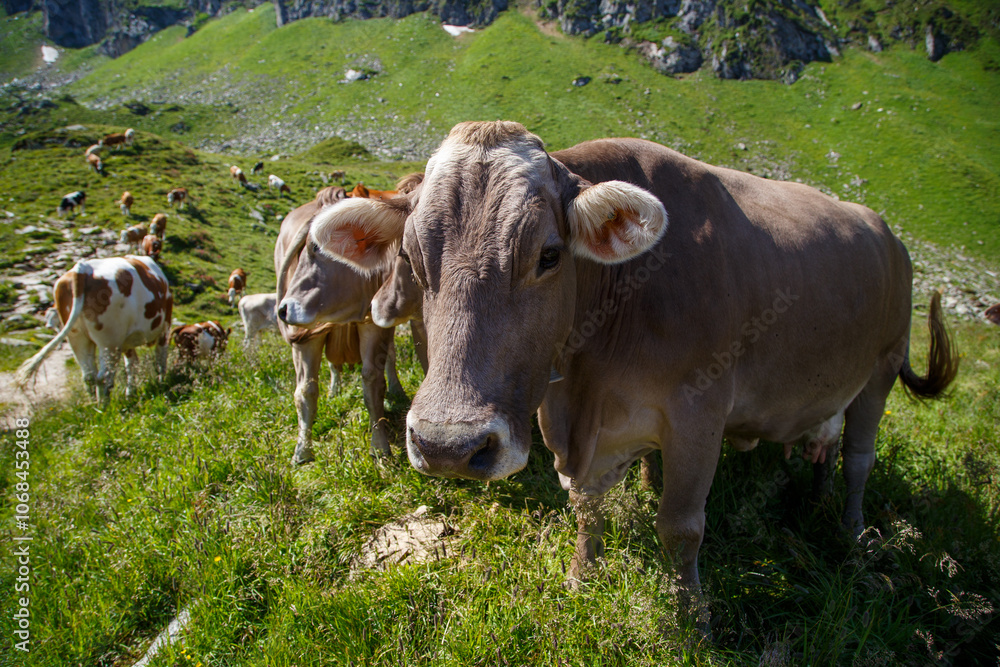 Brown mountain cows grazing on an alpine pasture in the Bernese Alps in summer. Grindelwald, Jungfrau region, Bernese Oberland, Switzerland Brown mountain cows grazing on an alpine pasture in the Bernese Alps in summer. Grindelwald, Jungfrau region, Bernese Oberland, Switzerland