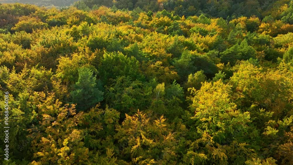 Dense forest with vibrant green and yellow foliage, aerial view capturing the depth of autumn colors in nature Dense forest with vibrant green and yellow foliage, aerial view capturing the depth of autumn colors in nature