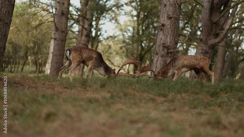 Fallow deer bucks fight with antlers over territory in woods during seasonal rut Fallow deer bucks fight with antlers over territory in woods during seasonal rut