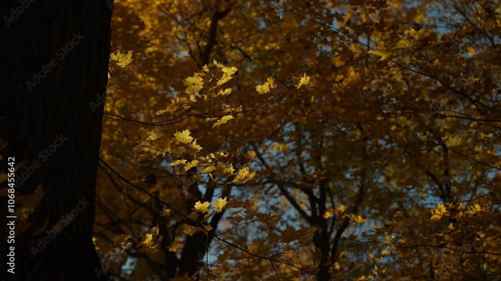 Golden autumn leaves gently sway on tree branches against a clear blue sky Golden autumn leaves gently sway on tree branches against a clear blue sky