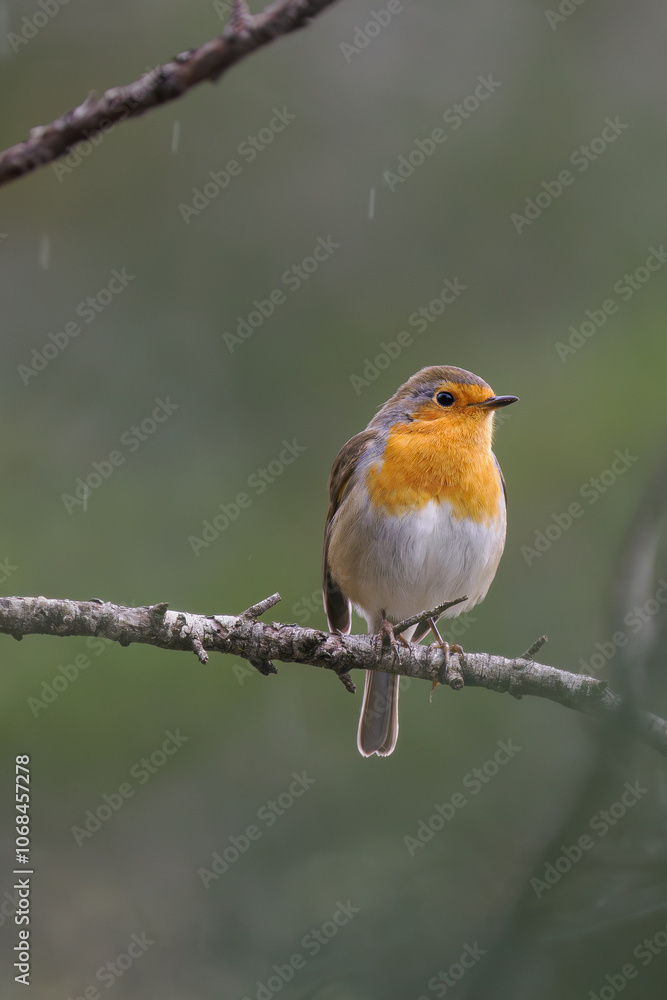 Petirrojo Europeo (Erithacus rubecula) en una rama Petirrojo Europeo (Erithacus rubecula) en una rama